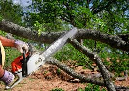 How Our Tree Care Process Works  in  Olympia, SC