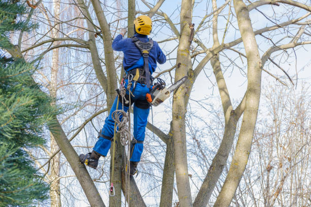 Best Tree Risk Assessment  in Olympia, SC