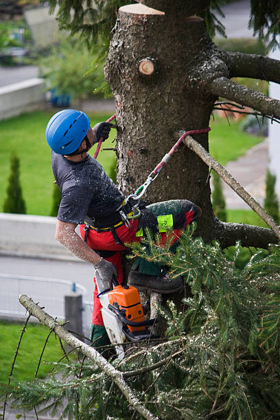 Mulching Services